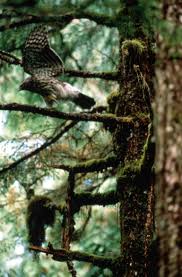 Attēlu rezultāti vaicājumam “Accipiter gentilis nest”