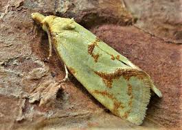 Attēlu rezultāti vaicājumam “Agapeta hamana”