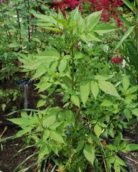 Attēlu rezultāti vaicājumam “Bidens frondosa fruit”