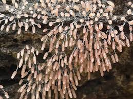 Attēlu rezultāti vaicājumam “Stemonitopsis typhina spores”