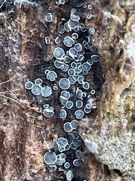 Attēlu rezultāti vaicājumam “Mollisia cinerea”