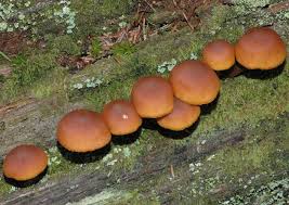 Attēlu rezultāti vaicājumam “Gymnopilus picreus”