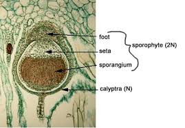 Attēlu rezultāti vaicājumam “Jungermannia leiantha sporophyte”