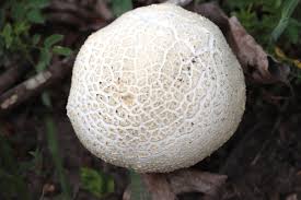 Attēlu rezultāti vaicājumam “Calvatia utriformis”