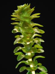 Attēlu rezultāti vaicājumam “Elodea canadensis leaf”