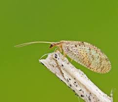 Attēlu rezultāti vaicājumam “Hemerobius perelegans”