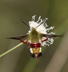 Attēlu rezultāti vaicājumam “Hemaris fuciformis”
