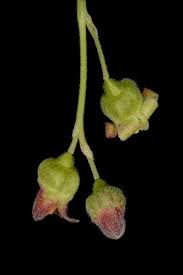 Attēlu rezultāti vaicājumam “Ribes nigrum flower”