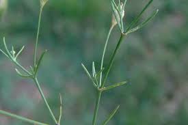 Attēlu rezultāti vaicājumam “Gypsophila muralis fruit”