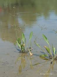 Attēlu rezultāti vaicājumam “Alisma gramineum flower”
