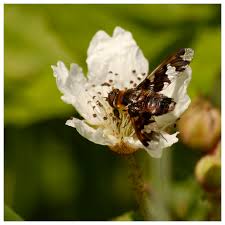 Attēlu rezultāti vaicājumam “Exoprosopa capucina”