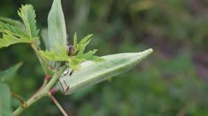 Attēlu rezultāti vaicājumam “Rumex acetosa fruit”