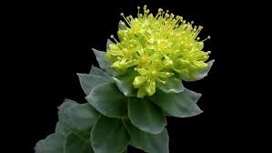 Attēlu rezultāti vaicājumam “Rhodiola rosea”