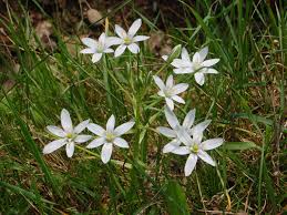 Attēlu rezultāti vaicājumam “Ornithogalum umbellatum flower”