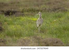 Attēlu rezultāti vaicājumam “Numenius arquata adult”