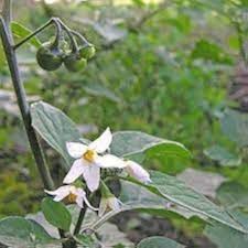 Attēlu rezultāti vaicājumam “Solanum nigrum flower”