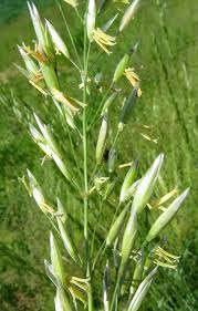 Attēlu rezultāti vaicājumam “Bromopsis inermis leaf”