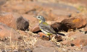 Attēlu rezultāti vaicājumam “Motacilla citreola”