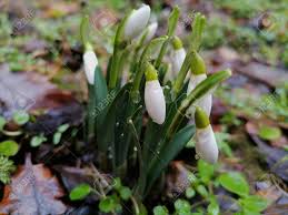 Attēlu rezultāti vaicājumam “Galanthus nivalis bud”