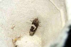 Attēlu rezultāti vaicājumam “Epiblema foenella”