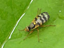 Attēlu rezultāti vaicājumam “Urophora jaceana”