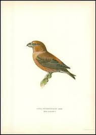 Attēlu rezultāti vaicājumam “Loxia pytyopsittacus”