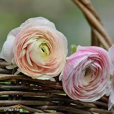 Attēlu rezultāti vaicājumam “Ranunculus mendax”