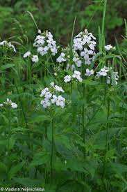 Attēlu rezultāti vaicājumam “Hesperis matronalis leaf”