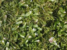 Attēlu rezultāti vaicājumam “Cephaloziella hampeana”