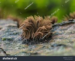 Attēlu rezultāti vaicājumam “Stemonitis splendens macro”