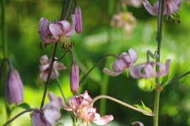 Attēlu rezultāti vaicājumam “Lilium martagon”