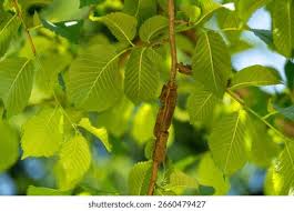 Attēlu rezultāti vaicājumam “Ulmus minor f. suberosa”