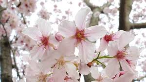 Attēlu rezultāti vaicājumam “Prunus (sakura)”