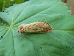 Attēlu rezultāti vaicājumam “Hepialus humuli female”