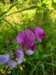 Attēlu rezultāti vaicājumam “Lathyrus latifolius”