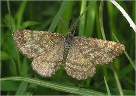 Attēlu rezultāti vaicājumam “Ematurga atomaria”