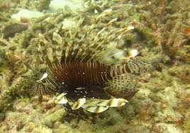Image result for Pterois miles