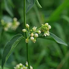 Attēlu rezultāti vaicājumam “Vincetoxicum hirundinaria leaf”
