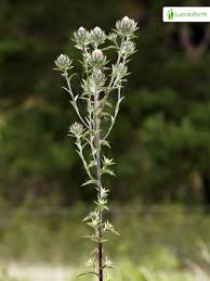 Attēlu rezultāti vaicājumam “Carlina biebersteinii leaf”