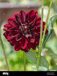 Image result for Dahlia x pinnata `Decorative Giants`