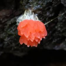 Attēlu rezultāti vaicājumam “Tubifera montana spores”