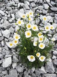 Image result for Alpenmohn