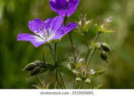 Attēlu rezultāti vaicājumam “Geranium sylvaticum bud”