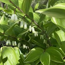Attēlu rezultāti vaicājumam “Polygonatum odoratum flower”