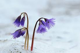 Attēlu rezultāti vaicājumam “Trichia alpina macro”