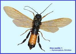 Attēlu rezultāti vaicājumam “Physarum ovisporum sessile”