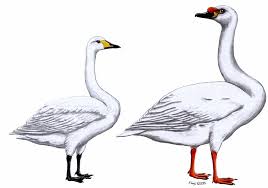 Image result for Cygnus cygnus