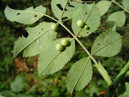 Attēlu rezultāti vaicājumam “Diplolepis eglanteriae”