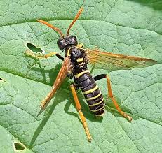 Attēlu rezultāti vaicājumam “Tenthredo scrophulariae”
