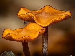 Attēlu rezultāti vaicājumam “Clastoderma debaryanum spores”